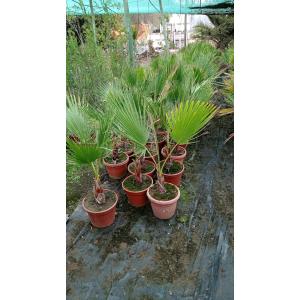 Palmera Washintonia macetero
